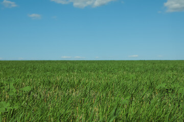 Fototapeta premium Picturesque view of green grass growing in field and blue sky