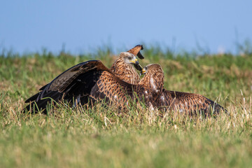 Rotmilane (Milvus milvus) streiten sich