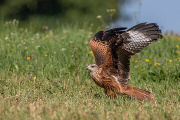 Rotmilan (Milvus milvus)