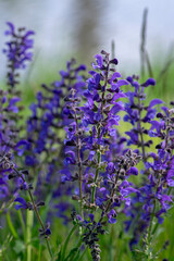 Salvia pratensis sage flowers in bloom, flowering blue violet purple mmeadow clary plants, green grass