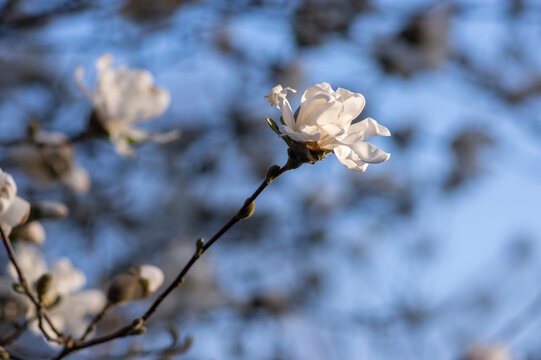 Star Magnolia stellata early spring flowering shrub, flowers with bright white tepals on branches in bloom