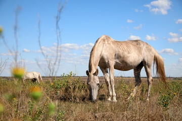 Obraz na płótnie Canvas Grey horses grazing on green pasture. Beautiful pet