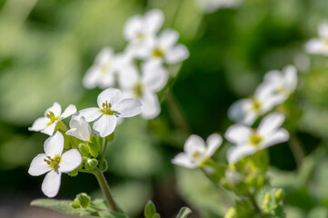 Arabis caucasica white flowering plant, group of springtime flowers in bloom