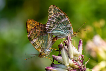 Kaisermantel (Argynnis paphia)
