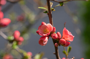 Ornamental flowering shrub Chaenomeles japonica cultivar superba with beautiful light pink petals and yellow center