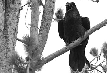 Black raven on a tree in nature.