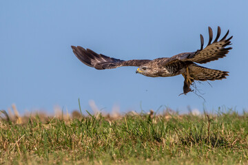 Mäusebussard (Buteo buteo)