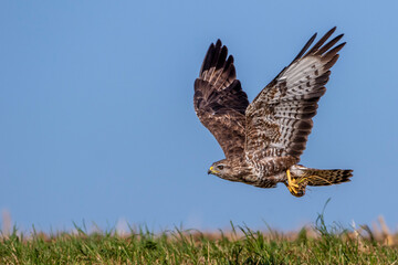 Mäusebussard (Buteo buteo)