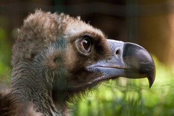 Closeup shot of a brown vulture with full head in view.