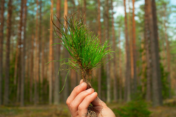 Man's hand holds a small tree sapling. A large forest grows in the background.