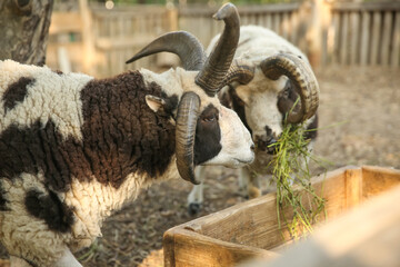 Beautiful Manx Loaghtan sheep in yard. Farm animal