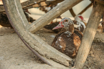 Beautiful domestic duck in yard. Farm animal