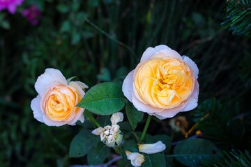 These are all my happy-time.