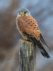 Torenvalk, Eurasian Kestrel, Falco tinnunculus
