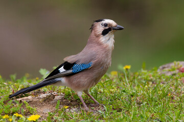 Gaai, Eurasian Jay, Garrulus glandarius