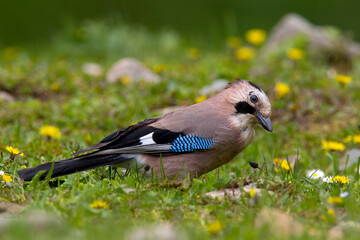 Gaai, Eurasian Jay, Garrulus glandarius