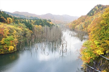 Misty autumn view of Tsugaru Dam and Shirakami Sanchi nature reserve in Aomori prefecture, Japan - 津軽白神湖 白神山地 紅葉 青森県 中津軽郡