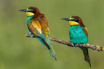 Europese Bijeneter; European Bee-eater; Merops apiaster