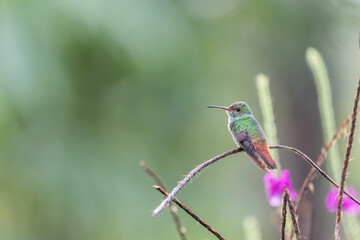 Fototapeta na wymiar A rufous-tailed hummingbird (Amazilia tzacatl) perches on a branch in Laguna del Lagarto, Costa Rica.