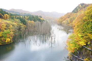 Misty autumn view of Tsugaru Dam and Shirakami Sanchi nature reserve in Aomori prefecture, Japan - 津軽白神湖 白神山地 紅葉 青森県 中津軽郡	