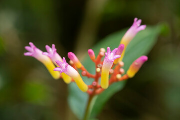 Obraz premium Narrow focus, tiny pink and yellow flowers