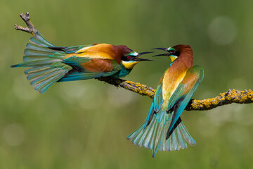 Europese Bijeneter; European Bee-eater; Merops apiaster