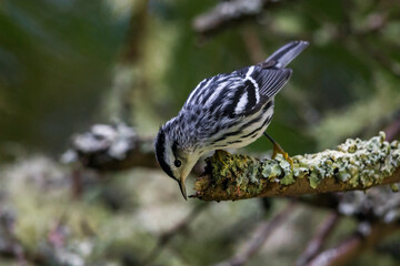 Bonte Zanger, Black-and-white Warbler, Mniotilta varia