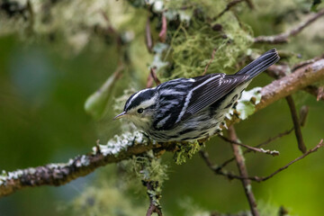 Bonte Zanger, Black-and-white Warbler, Mniotilta varia