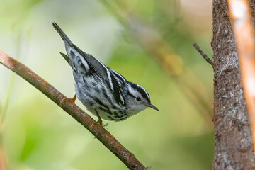 Bonte Zanger, Black-and-white Warbler, Mniotilta varia