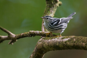 Bonte Zanger, Black-and-white Warbler, Mniotilta varia