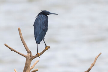 Zwarte Reiger; Black Heron; Egretta ardesiaca