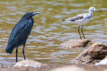 Zwarte Reiger; Black Heron; Egretta ardesiaca