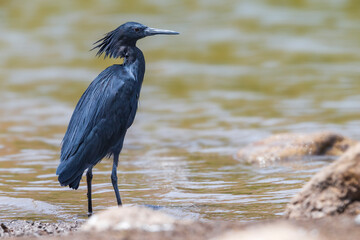 Zwarte Reiger; Black Heron; Egretta ardesiaca
