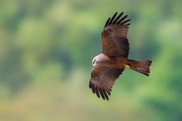 Zwarte Wouw; Black Kite; Milvus migrans