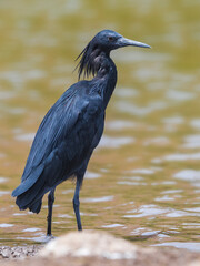Zwarte Reiger; Black Heron; Egretta ardesiaca