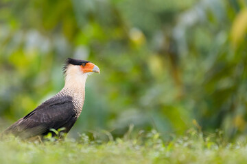 Crested Caracara (Caracara cheriway), Laguna del Lagarto, Costa Rica