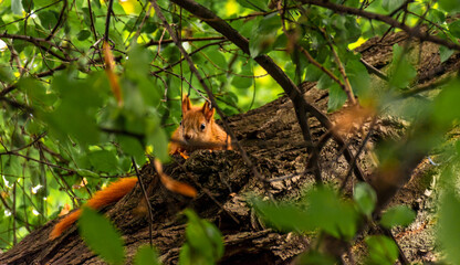 A nice squirrel is sitting on a trunk and looking into the camera.