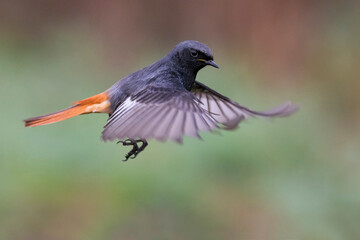 Zwarte Roodstaart; Black Redstart; Phoenicurus ochruros gibralta