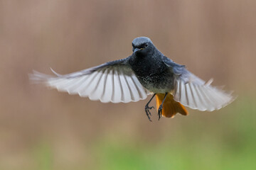 Zwarte Roodstaart; Black Redstart; Phoenicurus ochruros gibralta