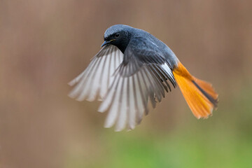 Zwarte Roodstaart; Black Redstart; Phoenicurus ochruros gibralta