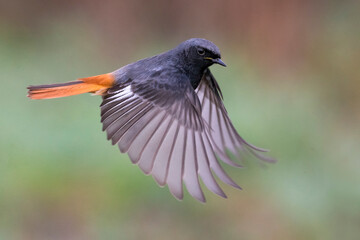 Zwarte Roodstaart; Black Redstart; Phoenicurus ochruros gibralta