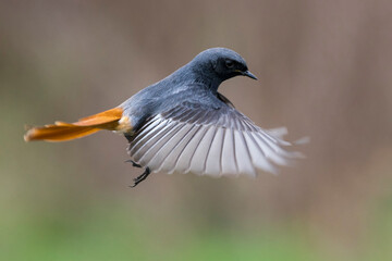 Zwarte Roodstaart; Black Redstart; Phoenicurus ochruros gibraltariensis