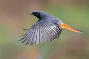 Zwarte Roodstaart; Black Redstart; Phoenicurus ochruros gibraltariensis