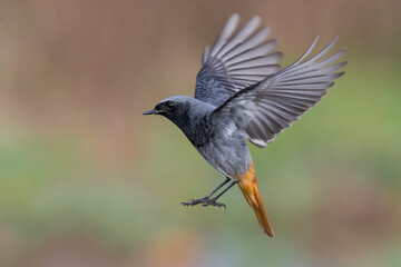 Zwarte Roodstaart; Black Redstart; Phoenicurus ochruros gibralta