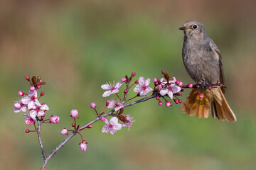 Zwarte Roodstaart; Black Redstart; Phoenicurus ochruros gibralta