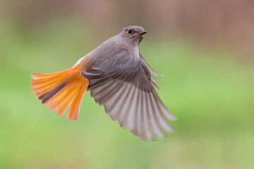 Zwarte Roodstaart; Black Redstart; Phoenicurus ochruros gibralta