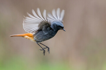 Zwarte Roodstaart; Black Redstart; Phoenicurus ochruros gibralta