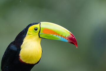Portrait of a keel-billed toucan (Ramphastos sulfuratus) in Laguna del Lagarto, Costa Rica