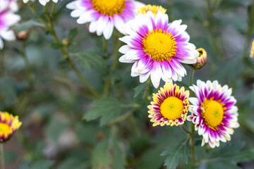 Aster alpinus or the alpine aster or alpine daisy flowers in the botanical garden