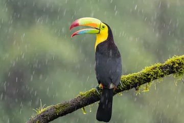 A keel-billed toucan (Ramphastos sulfuratus) perches on a tree branch in the rain in Laguna del Lagarto, Costa Rica © adammajor